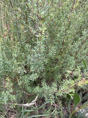 Leptospermum lanigerum