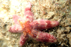 Allostichaster polyplax