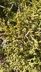 Juniperus californica