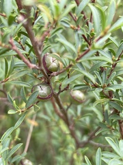 Leptospermum lanigerum