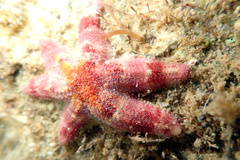 Allostichaster polyplax