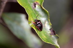 Lampromicra aerea