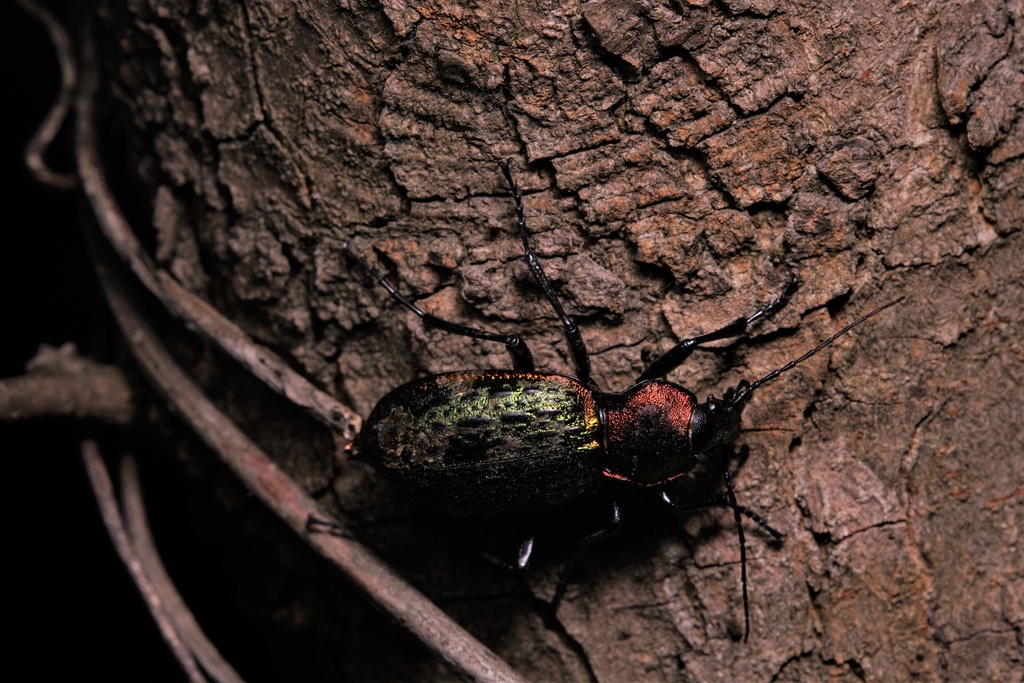Carabus lafossei from 江宁区, 南京市, 江苏省, CN on February 13, 2023 at 0948