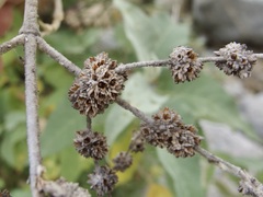 Buddleja crotonoides