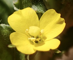 Camissoniopsis micrantha