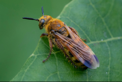 Phalerimeris phalerata