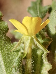 Camissoniopsis micrantha
