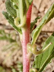 Camissoniopsis micrantha