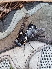 Triclista guttata