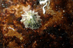 Siphonaria zelandica