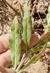 Camissoniopsis micrantha