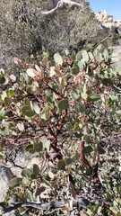 Arctostaphylos glauca