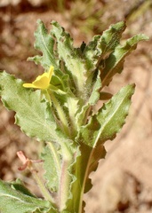 Camissoniopsis micrantha