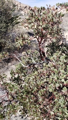 Arctostaphylos glauca