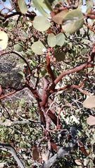 Arctostaphylos glauca