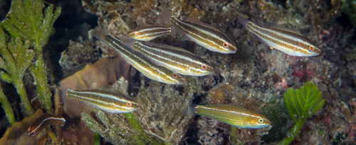 Blue-barred Parrotfish