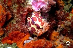 Hypselodoris