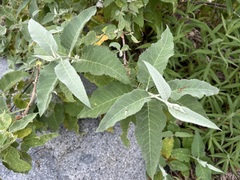 Buddleja crotonoides