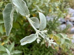 Buddleja crotonoides