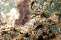 Notoplana australis