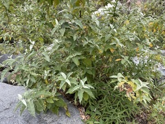 Buddleja crotonoides