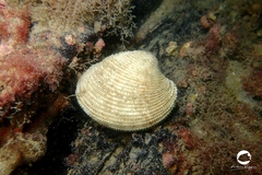 Venerinae