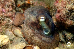 Octopus djinda