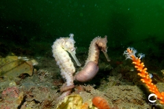 Hippocampus subelongatus