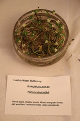 Ranunculus lobbii