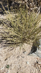 Ephedra californica