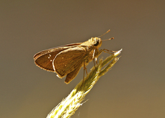 Pelopidas lyelli