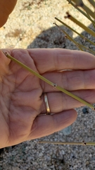 Ephedra californica