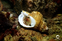 Ranella australasia