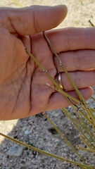Ephedra californica
