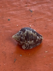 Columbella mercatoria