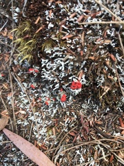 Cladonia floerkeana