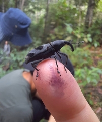 Rhodobaenus nawradii