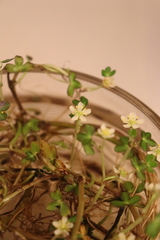 Ranunculus lobbii