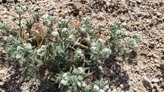 Cryptantha barbigera