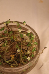Ranunculus lobbii