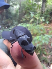 Rhodobaenus nawradii