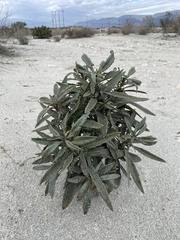 Eriodictyon trichocalyx