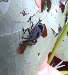 Rhodobaenus nawradii