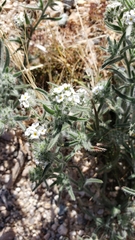 Cryptantha barbigera