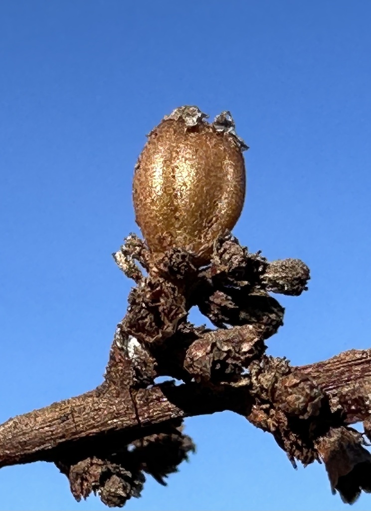 Asphondylia adenostoma