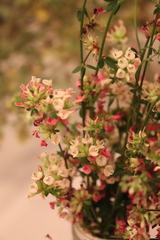 Acmispon cytisoides