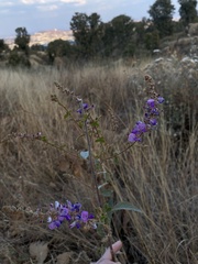 Lupinus montanus