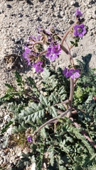 Phacelia
