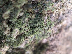 Flakea papillata
