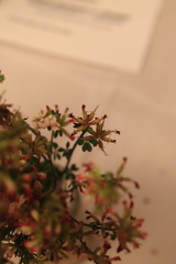 Acmispon cytisoides